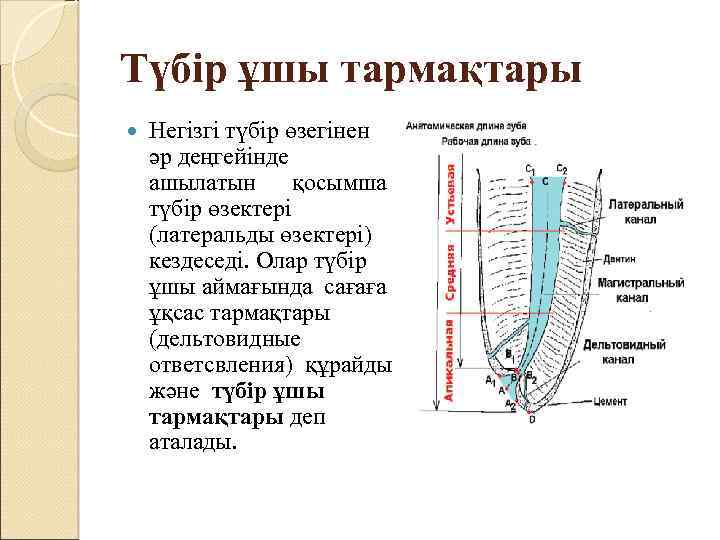 Түбір ұшы тармақтары Негізгі түбір өзегінен әр деңгейінде ашылатын қосымша түбір өзектері (латеральды өзектері)