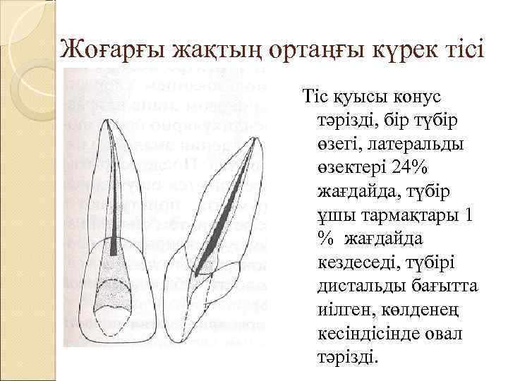 Жоғарғы жақтың ортаңғы күрек тісі Тіс қуысы конус тәрізді, бір түбір өзегі, латеральды өзектері