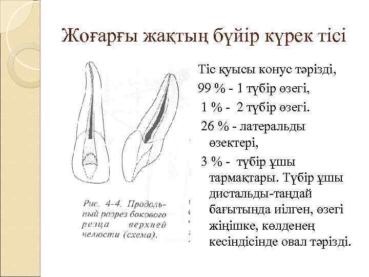 Жоғарғы жақтың бүйір күрек тісі Тіс қуысы конус тәрізді, 99 % - 1 түбір