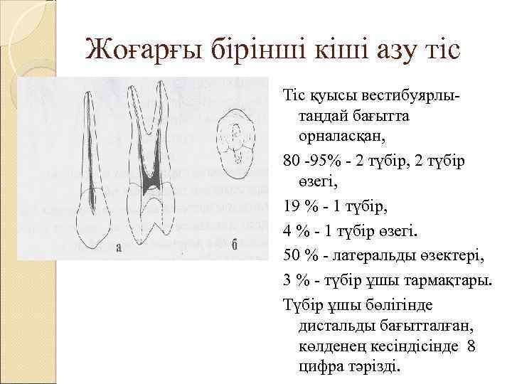 Жоғарғы бірінші кіші азу тіс Тіс қуысы вестибуярлытаңдай бағытта орналасқан, 80 -95% - 2