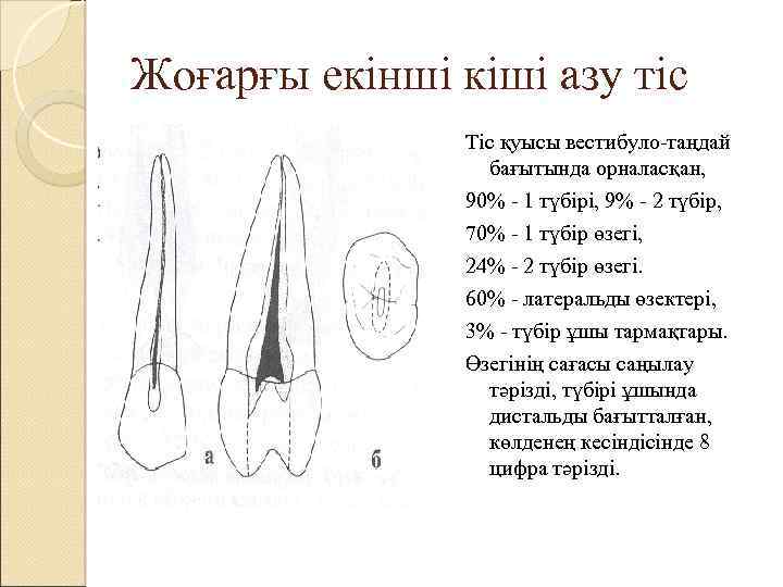 Жоғарғы екінші кіші азу тіс Тіс қуысы вестибуло-таңдай бағытында орналасқан, 90% - 1 түбірі,