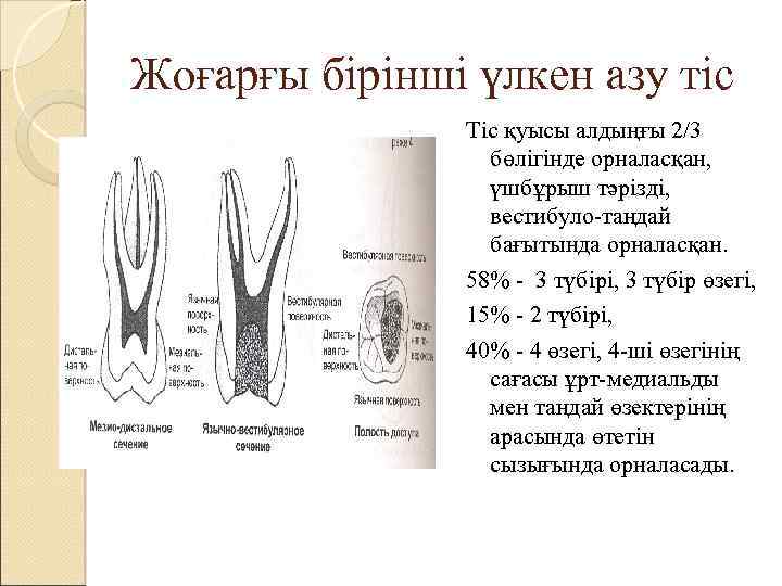 Жоғарғы бірінші үлкен азу тіс Тіс қуысы алдыңғы 2/3 бөлігінде орналасқан, үшбұрыш тәрізді, вестибуло-таңдай