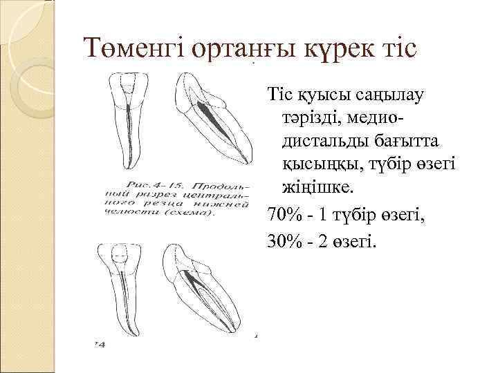 Төменгі ортанғы күрек тіс Тіс қуысы саңылау тәрізді, медиодистальды бағытта қысыңқы, түбір өзегі жіңішке.