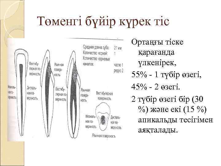 Төменгі бүйір күрек тіс Ортаңғы тіске қарағанда үлкенірек, 55% - 1 түбір өзегі, 45%