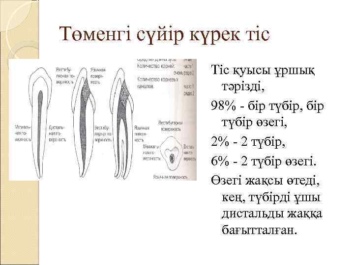 Төменгі сүйір күрек тіс Тіс қуысы ұршық тәрізді, 98% - бір түбір, бір түбір