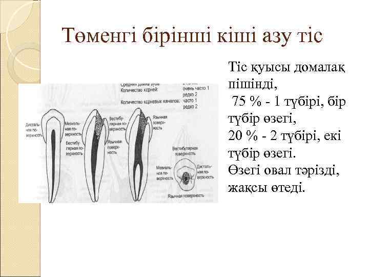 Төменгі бірінші кіші азу тіс Тіс қуысы домалақ пішінді, 75 % - 1 түбірі,