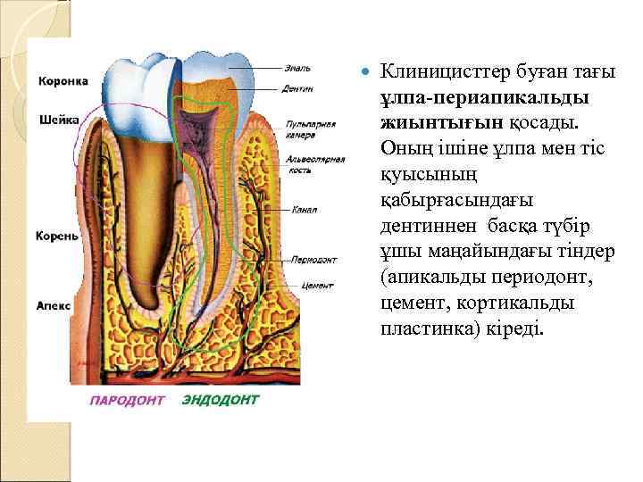  Клиницисттер буған тағы ұлпа-периапикальды жиынтығын қосады. Оның ішіне ұлпа мен тіс қуысының қабырғасындағы