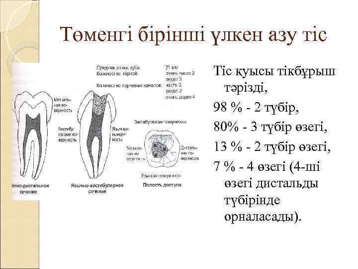 Төменгі бірінші үлкен азу тіс Тіс қуысы тікбұрыш тәрізді, 98 % - 2 түбір,