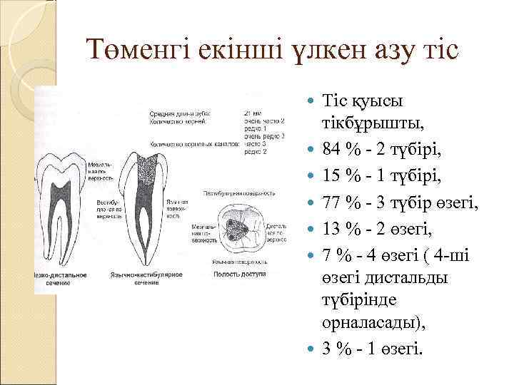 Төменгі екінші үлкен азу тіс Тіс қуысы тікбұрышты, 84 % - 2 түбірі, 15