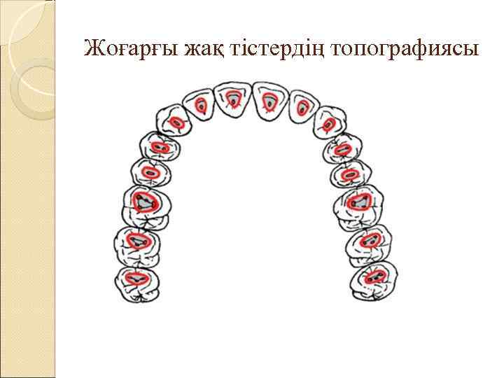 Жоғарғы жақ тістердің топографиясы 