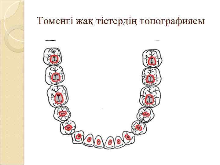 Томенгі жақ тістердің топографиясы 