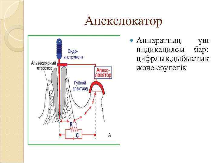 Апекслокатор Аппараттың үш индикациясы бар: цифрлық, дыбыстық және сәулелік 