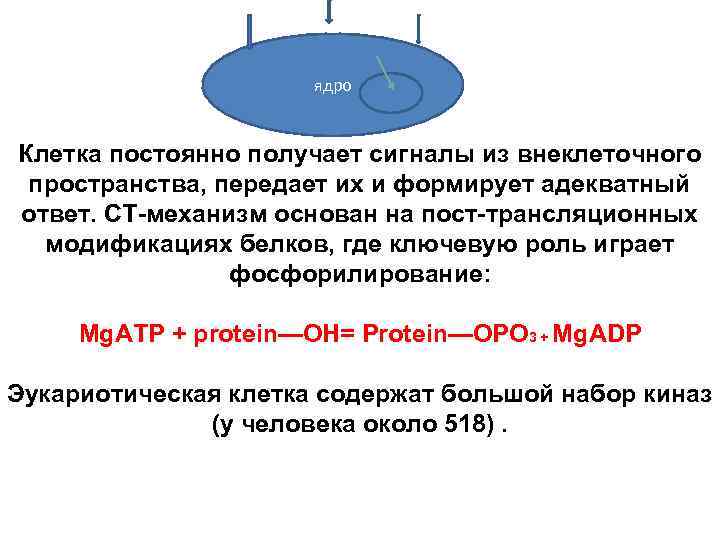 ядро Клетка постоянно получает сигналы из внеклеточного пространства, передает их и формирует адекватный ответ.