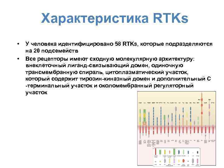 Характеристика RTKs • • У человека идентифицировано 58 RTKs, которые подразделяются на 20 подсемейств