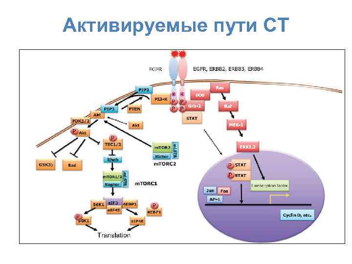 Активируемые пути СТ 13 