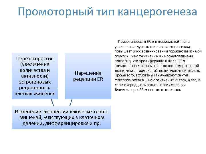 Промоторный тип канцерогенеза Переэкспрессия (увеличение количества и активности) эстрогеновых рецепторов в клетках-мишенях Нарушение рецепции