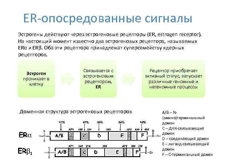 ER-опосредованные сигналы Эстрогены действуют через эстрогеновые рецепторы (ER, estrogen receptor). На настоящий момент известно