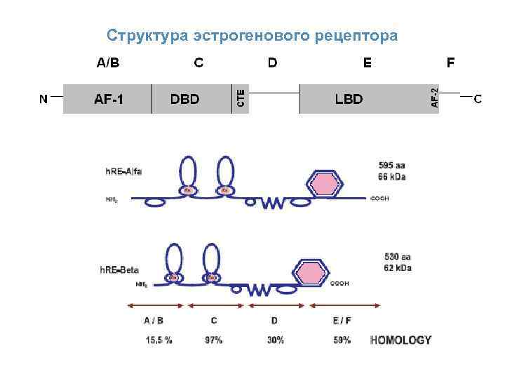 Структура эстрогенового рецептора 18 