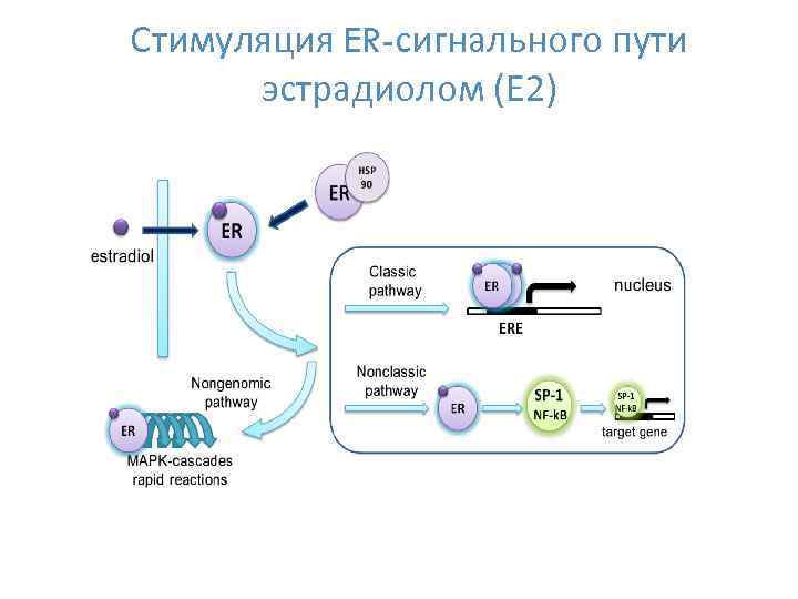 Стимуляция ER-сигнального пути эстрадиолом (Е 2) 