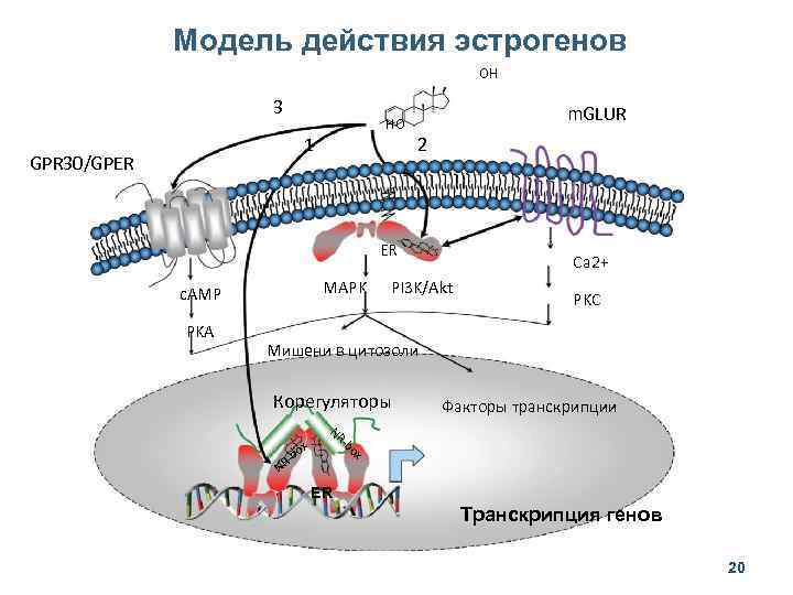 Модель действия эстрогенов OH 3 HO 1 GPR 30/GPER m. GLUR 2 ER MAPK