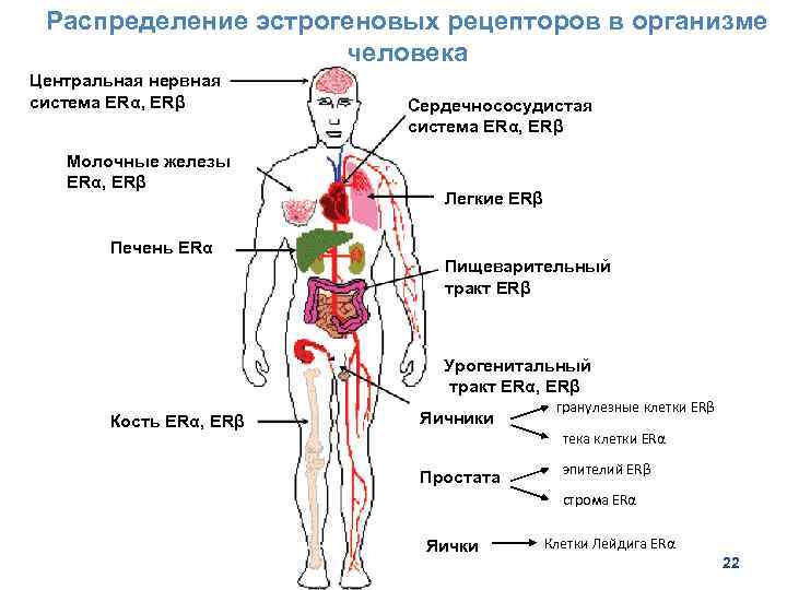 Распределение эстрогеновых рецепторов в организме человека Центральная нервная система ERα, ERβ Молочные железы ERα,