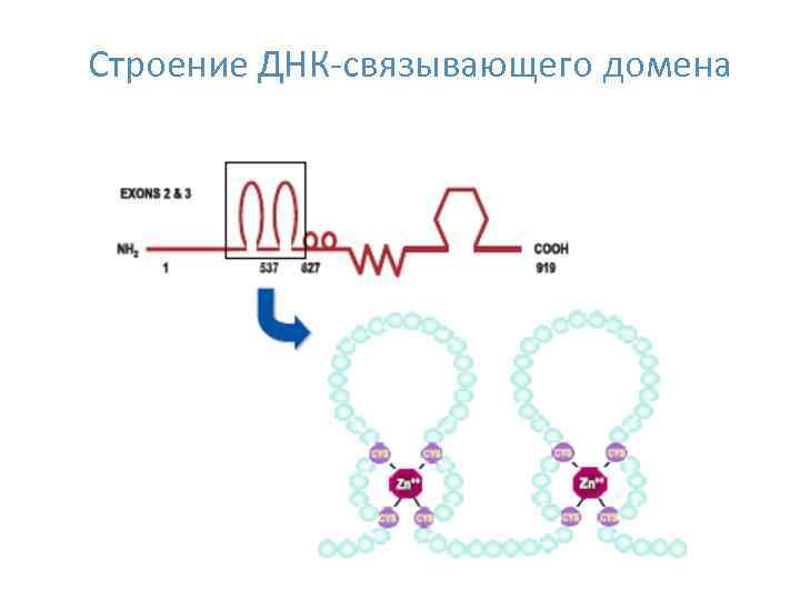 Строение ДНК-связывающего домена 23 