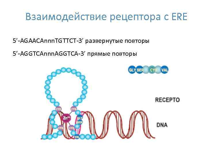 Взаимодействие рецептора с ERE 5’-AGAACAnnn. TGTTCT-3’ развернутые повторы 5’-AGGTCAnnn. AGGTCA-3’ прямые повторы 24 