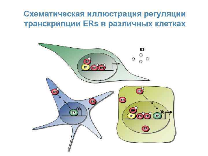 Схематическая иллюстрация регуляции транскрипции ERs в различных клетках 26 