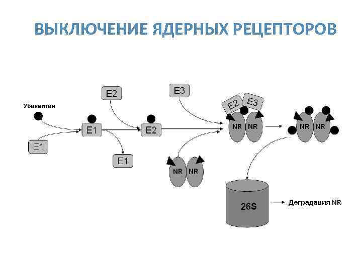 ВЫКЛЮЧЕНИЕ ЯДЕРНЫХ РЕЦЕПТОРОВ 28 