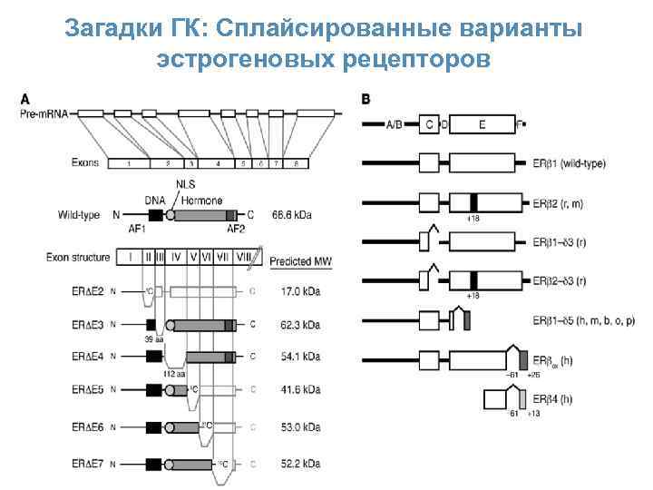 Загадки ГК: Сплайсированные варианты эстрогеновых рецепторов 29 