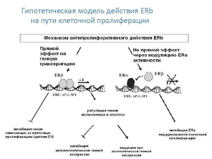 Гипотетическая модель действия ERb на пути клеточной пролиферации 30 