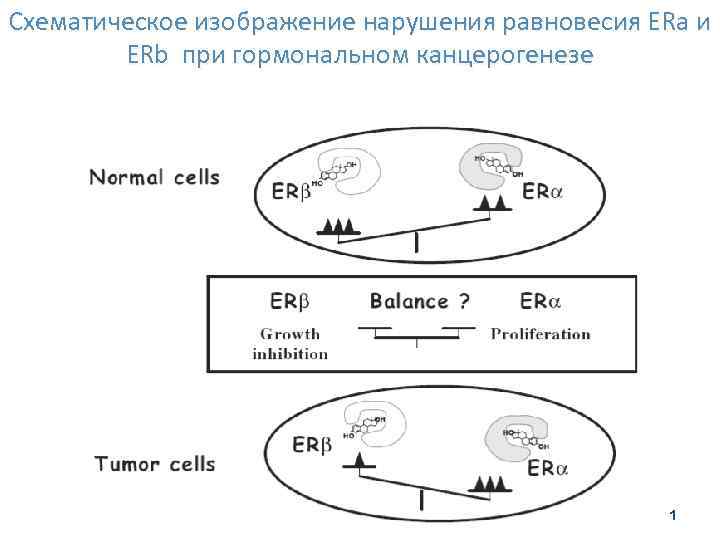 Схематическое изображение нарушения равновесия ERa и ERb при гормональном канцерогенезе 31 