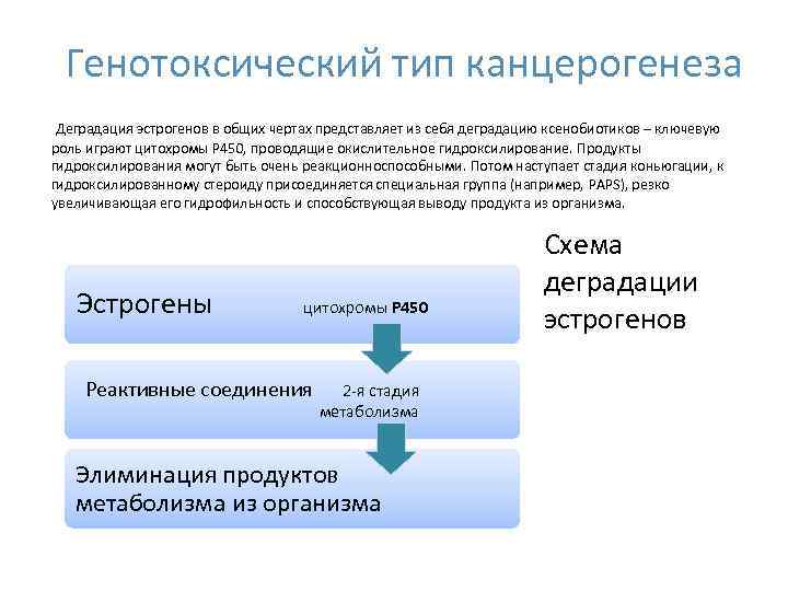 Метаболизм эстрогенов схема