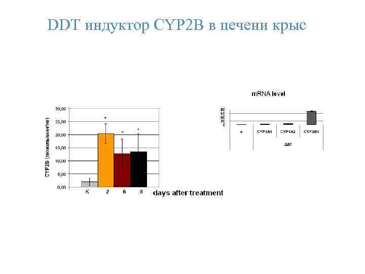 DDТ индуктор CYP 2 B в печени крыс 