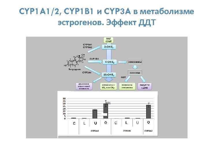 CYP 1 A 1/2, CYP 1 B 1 и CYP 3 A в метаболизме