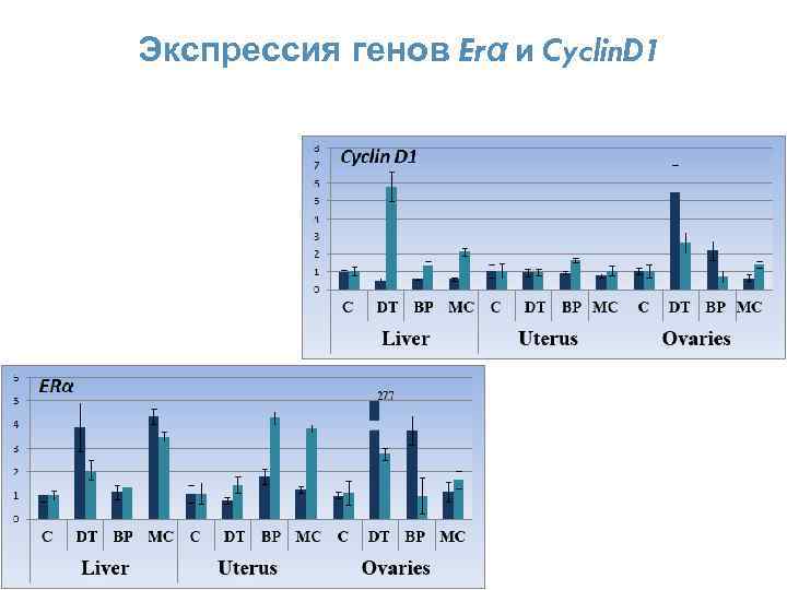 Экспрессия генов Erα и Cyclin. D 1 