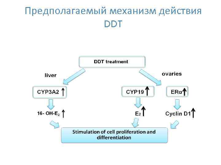 Предполагаемый механизм действия DDT 