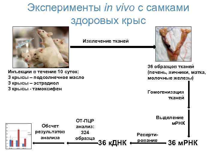 Эксперименты in vivo с самками здоровых крыс Извлечение тканей 36 образцов тканей (печень, яичники,