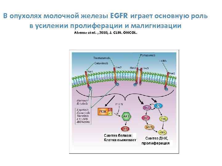 В опухолях молочной железы EGFR играет основную роль в усилении пролиферации и малигнизации Alvarez