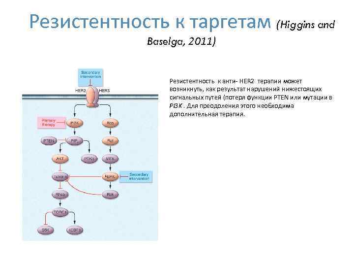 Резистентность к таргетам (Higgins and Baselga, 2011) Резистентность к анти- HER 2 терапии может