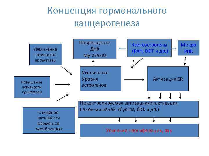 Концепция гормонального канцерогенеза Увеличение активности ароматазы Повышение активности сульфатазы Снижение активности ферментов метаболизма Повреждение