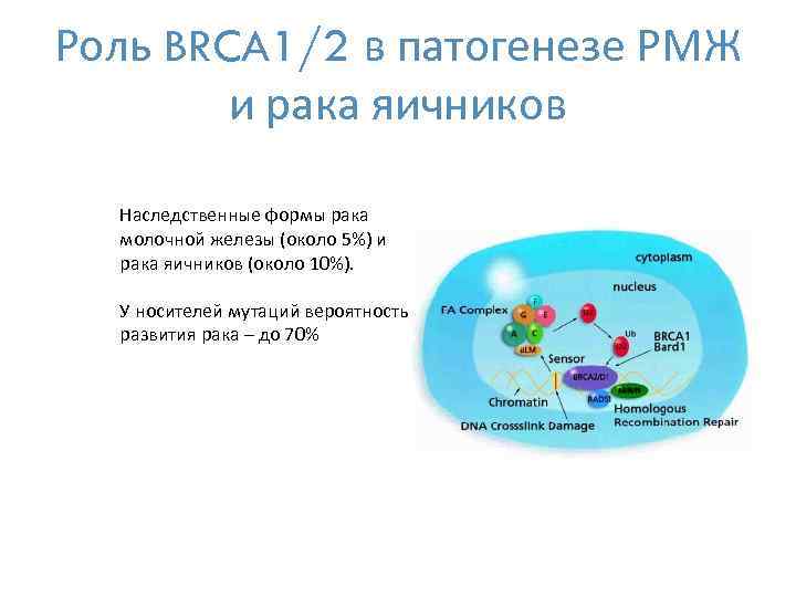 Роль BRCA 1/2 в патогенезе РМЖ и рака яичников Наследственные формы рака молочной железы