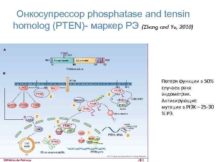 Онкосупрессор phosphatase and tensin homolog (PTEN)- маркер РЭ (Zhang and Yu, 2010) Потеря функции