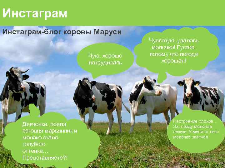 Инстаграм-блог коровы Маруси Чую, хорошо потрудилась Девчонки, поела сегодня марьянник и молоко стало голубого