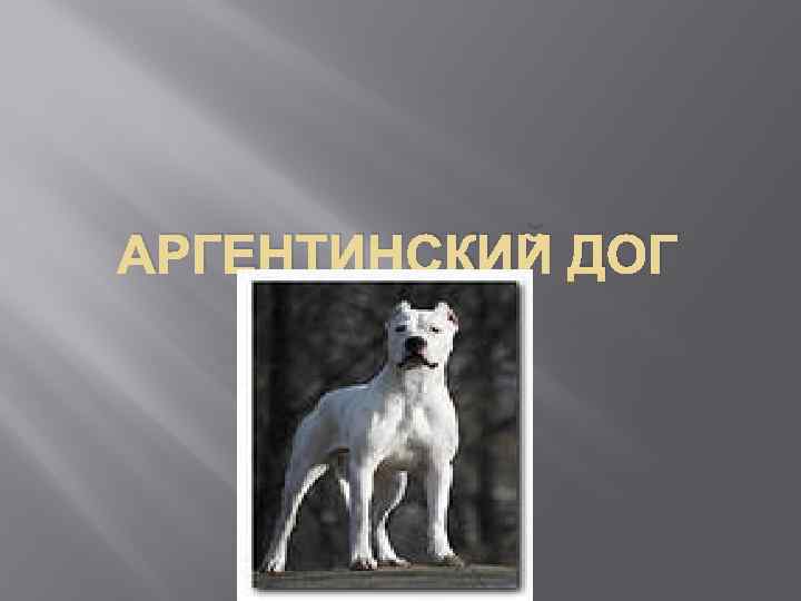 АРГЕНТИНСКИЙ ДОГ 