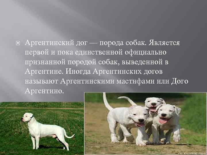  Аргентинский дог — порода собак. Является первой и пока единственной официально признанной породой