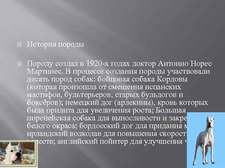  История породы Породу создал в 1920 -х годах доктор Антонио Норес Мартинес. В