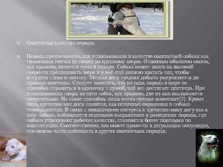  Охотничьи качества породы Порода предназначена для использования в качестве охотничьей собаки как травильная