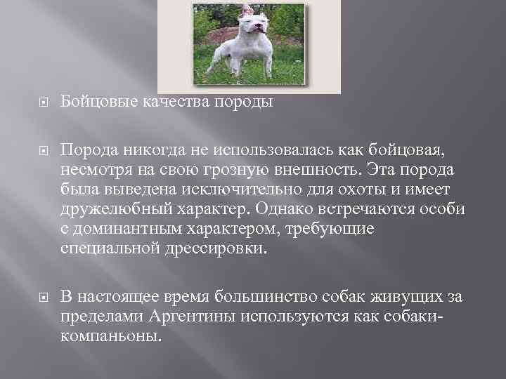  Бойцовые качества породы Порода никогда не использовалась как бойцовая, несмотря на свою грозную