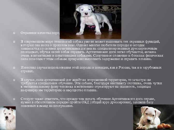  Охранные качества породы В современном мире технологий собака уже не может выполнять тех